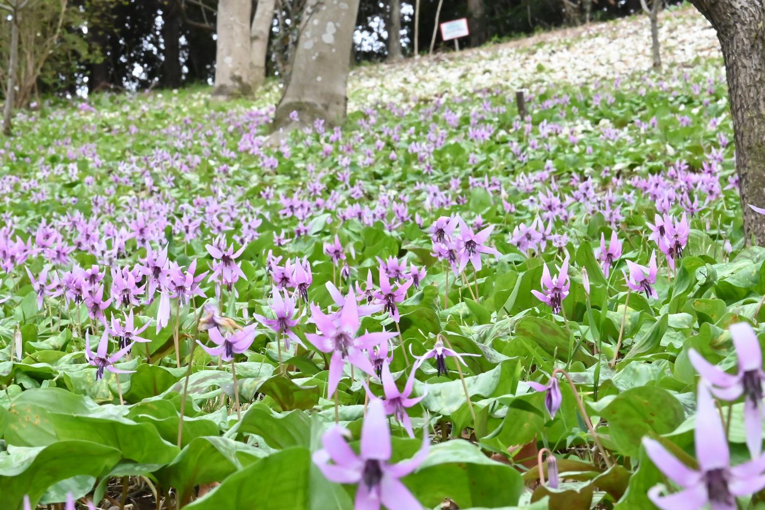 カタクリ（花多来里）の写真