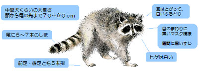 アライグマの画像