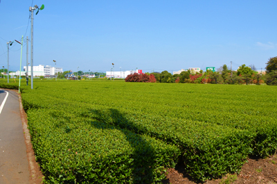 瑞穂町のお茶畑の写真
