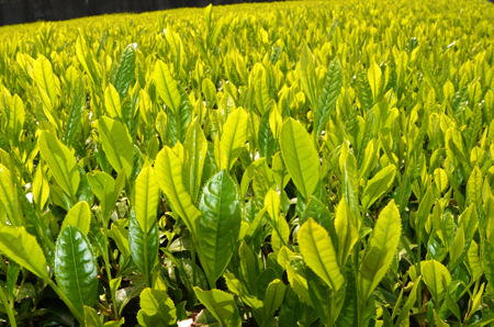 お茶畑の茶葉の写真