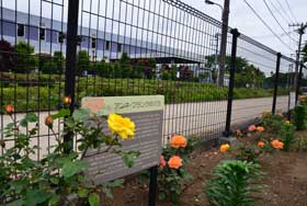 平成28年5月6日 みずほエコパークのアンネのバラの写真1