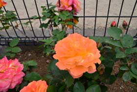平成28年5月6日 みずほエコパークのアンネのバラの写真2