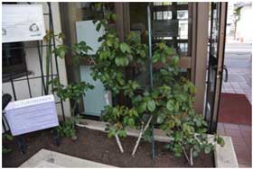 平成28年4月25日 役場正面玄関横のアンネのバラの写真