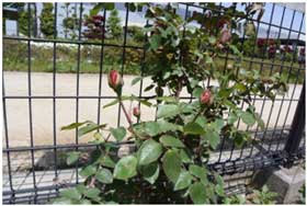 平成28年4月25日 エコパークのアンネのバラの写真1