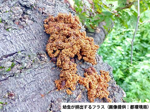 フラスの様子