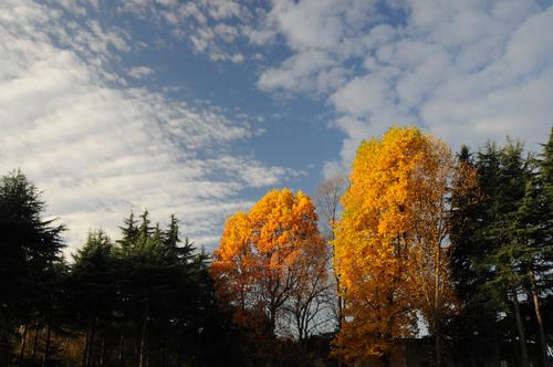 みずほエコパークの紅葉