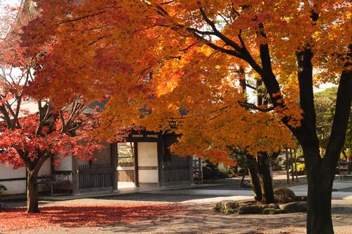 えんぷくじの紅葉