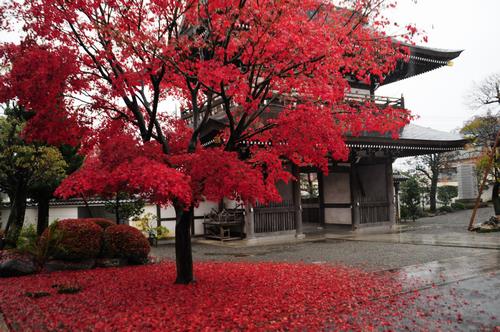 えんぷくじの紅葉