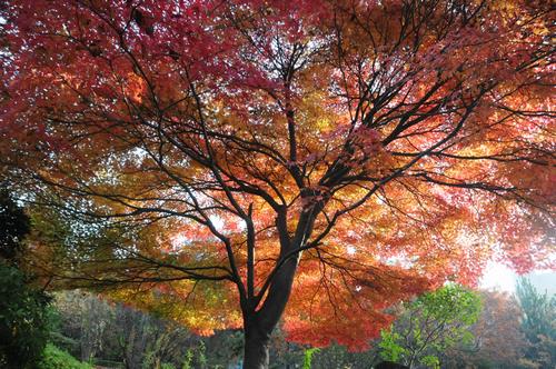 じゅんさいいけの紅葉