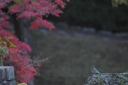 かわせみと紅葉