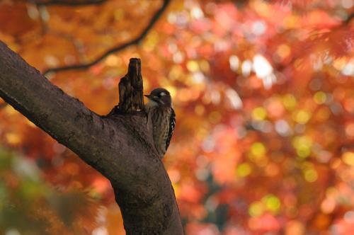 こげらと紅葉