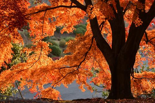 いしはたこうえんの紅葉