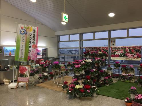 箱根ケ崎駅で展示されているシクラメン