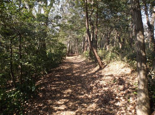 狭山丘陵林道