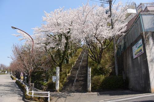慰霊塔への階段桜