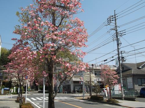 街路樹のハナミズキ