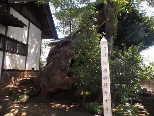 神明神社ケヤキ