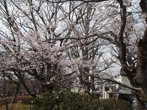 さやまいけの桜