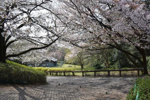 六道山公園のさくら