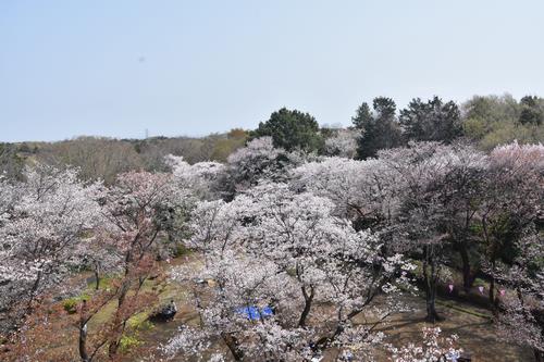展望塔からの桜