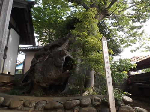 神明神社ケヤキ