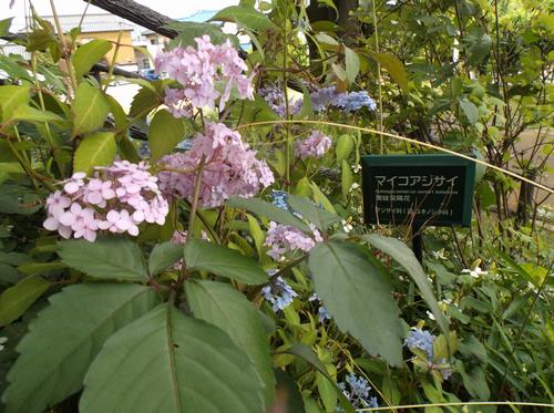 あじさいの花