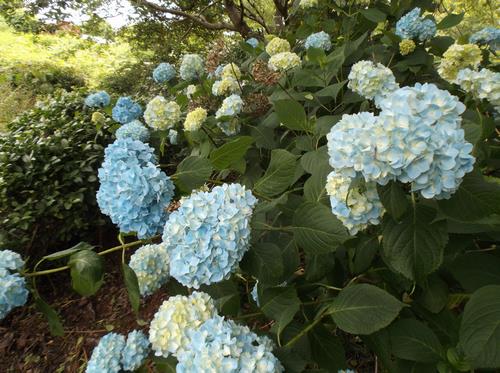 あじさいの花