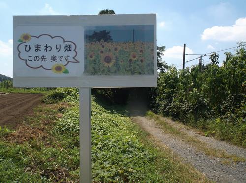 ひまわり畑看板