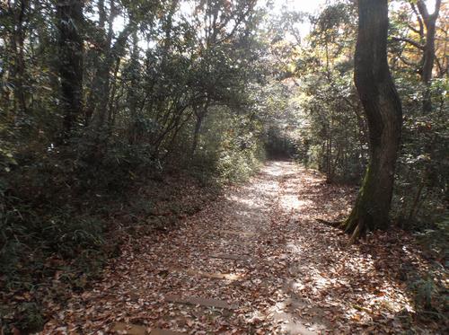 尾引山遊歩道