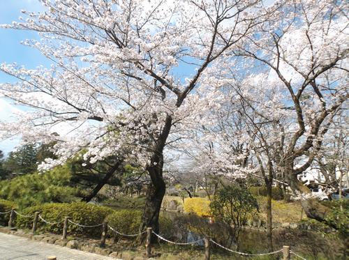 狭山池ノ桜