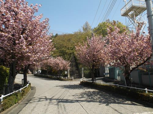 ビューパーク八重桜