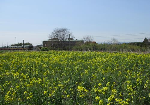 菜の花畑