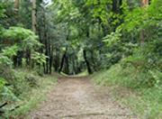 高根山遊歩道