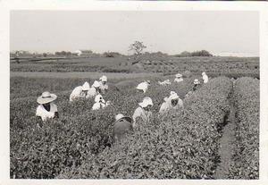 茶畑と茶摘み風景（昭和40年代撮影）