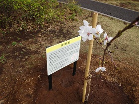 被爆クスノキの写真