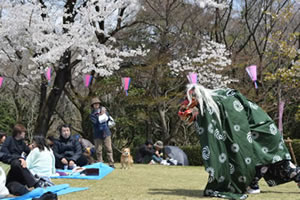 獅子舞の写真