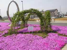 駅西口バラ全景の写真